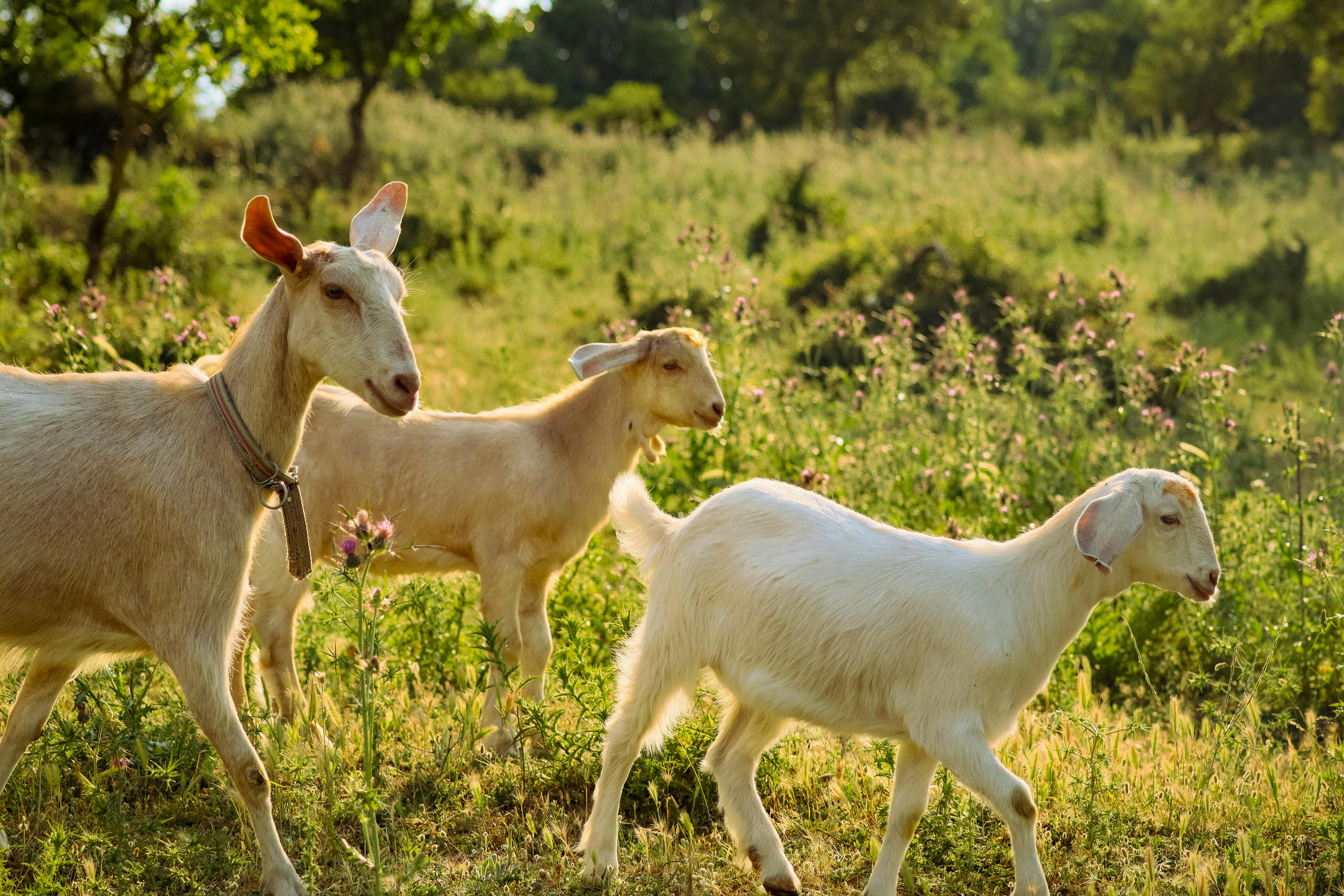 Goats on the farm